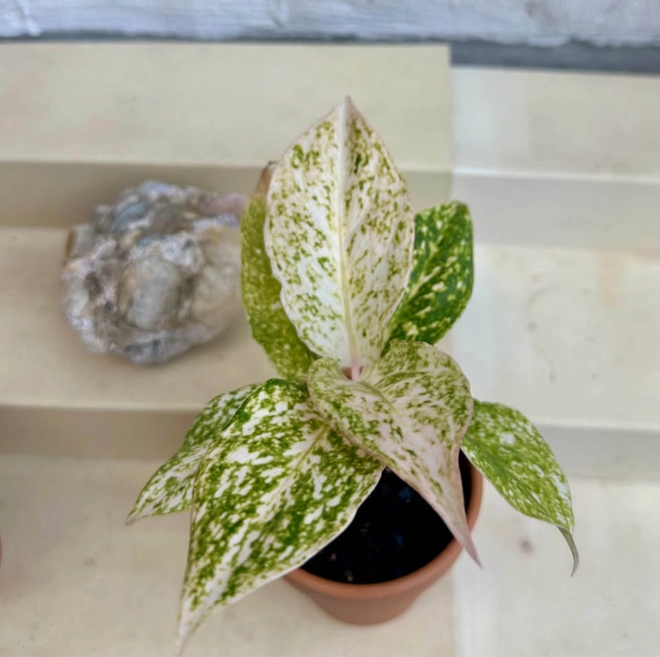 Rare Varieg. White Splash/Speckled Aglaonema -Chinese Evergreen - photo 3