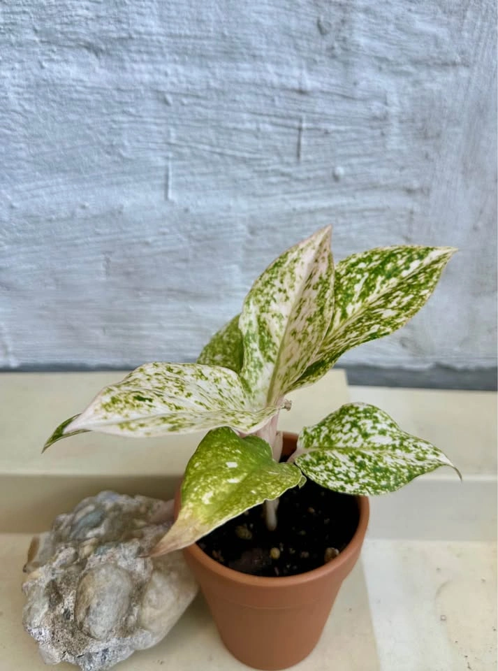 Rare Varieg. White Splash/Speckled Aglaonema -Chinese Evergreen - photo 4
