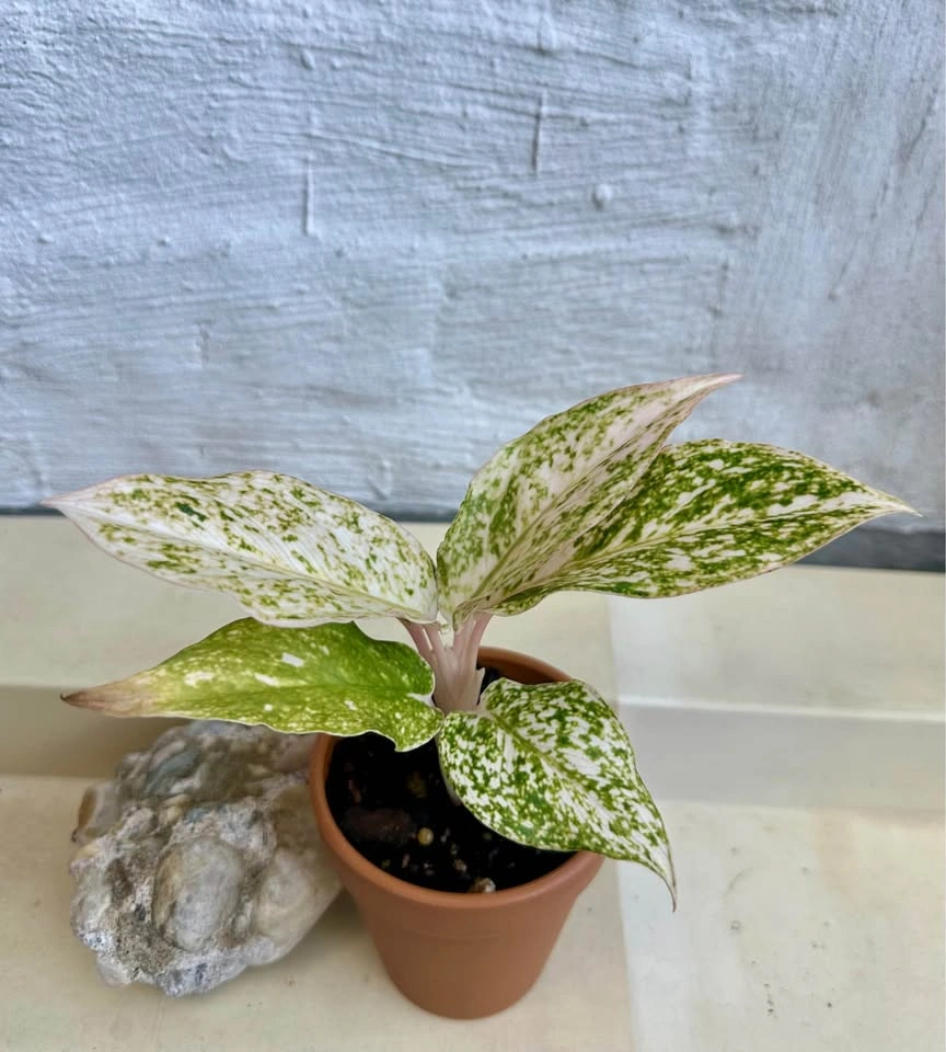 Rare Varieg. White Splash/Speckled Aglaonema -Chinese Evergreen - photo 5