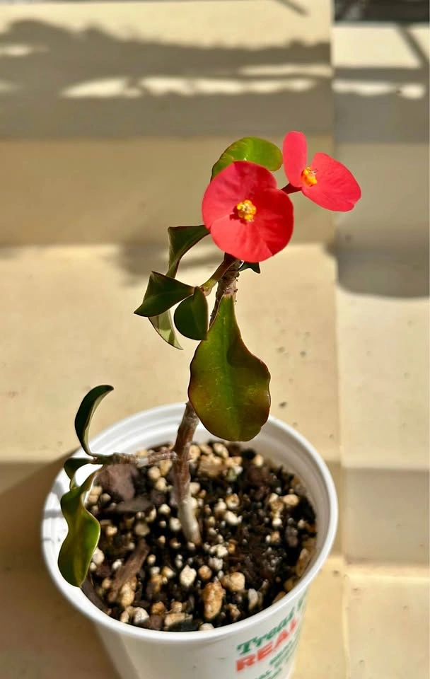 Rare Euphorbia geroldii (Thornless Crown of Thorns) – 3” pot