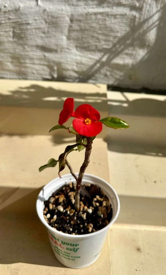 Rare Euphorbia geroldii (Thornless Crown of Thorns) – 3” pot - photo 2