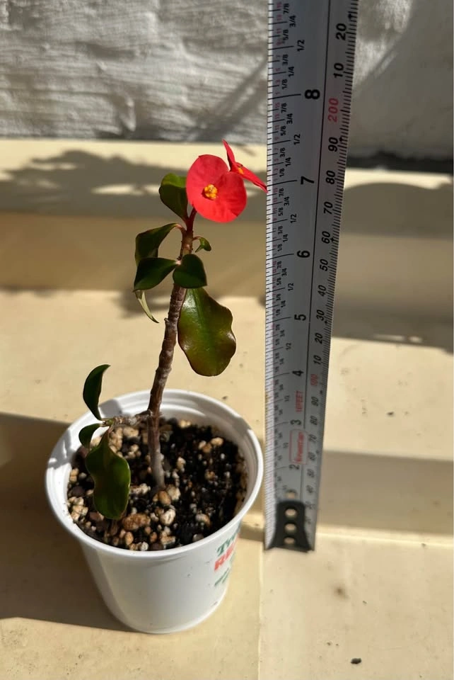 Rare Euphorbia geroldii (Thornless Crown of Thorns) – 3” pot - photo 3