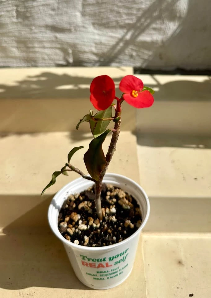 Rare Euphorbia geroldii (Thornless Crown of Thorns) – 3” pot - photo 4
