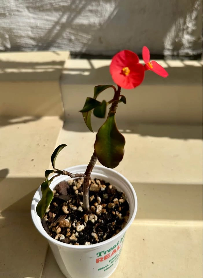 Rare Euphorbia geroldii (Thornless Crown of Thorns) – 3” pot - photo 5