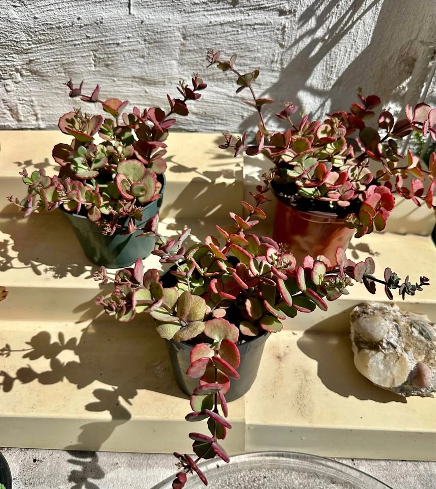 💚Beautiful Cold-Hardy Succulent Plants! They survive winter 🥶