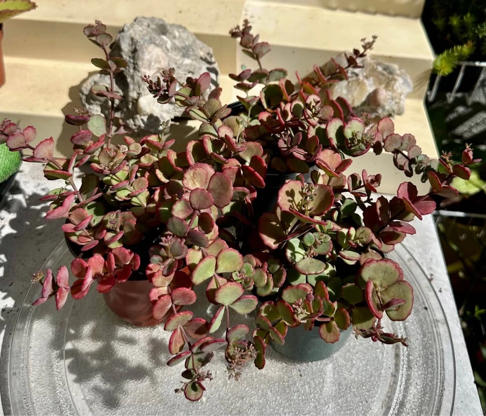💚Beautiful Cold-Hardy Succulent Plants! They survive winter 🥶 - photo 2