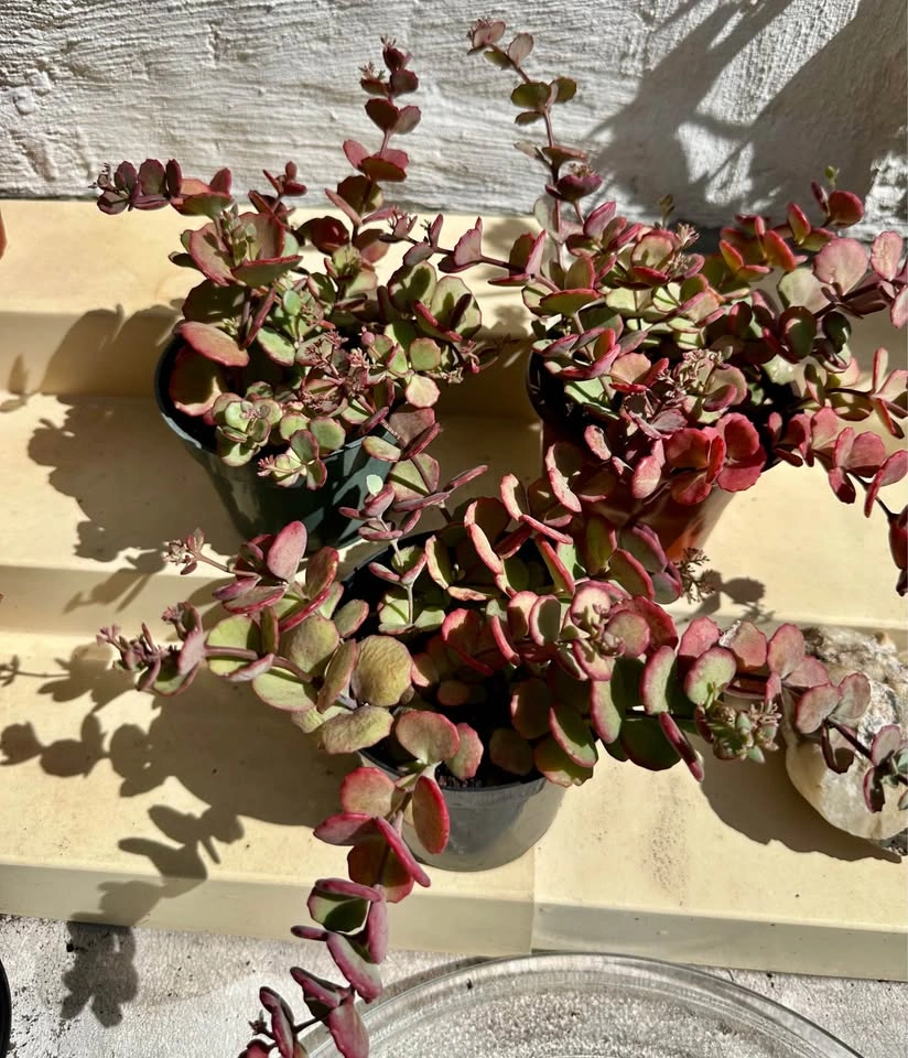 💚Beautiful Cold-Hardy Succulent Plants! They survive winter 🥶 - photo 3