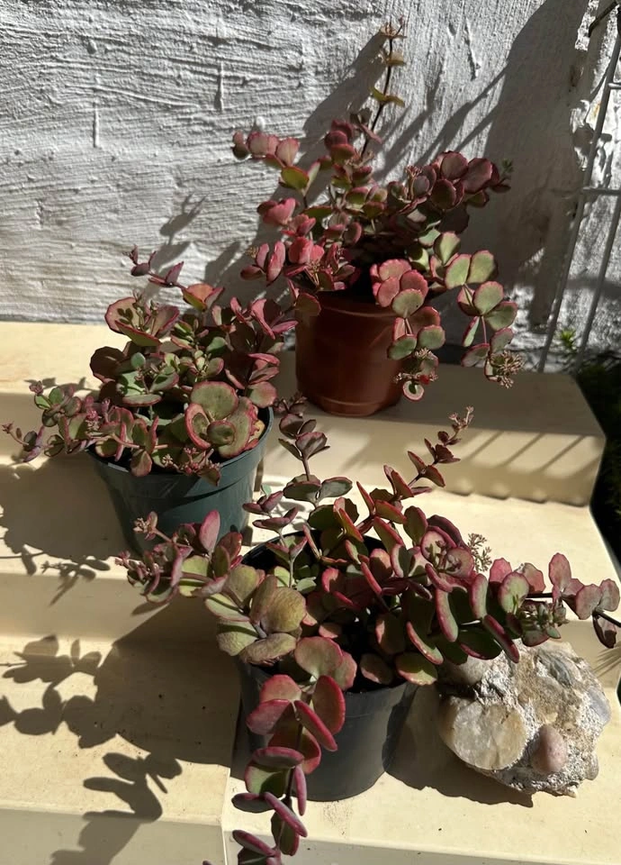💚Beautiful Cold-Hardy Succulent Plants! They survive winter 🥶 - photo 4