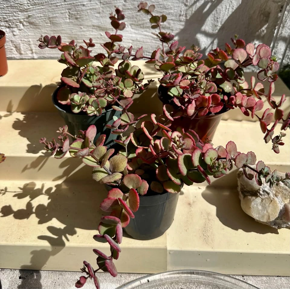 💚Beautiful Cold-Hardy Succulent Plants! They survive winter 🥶 - photo 5