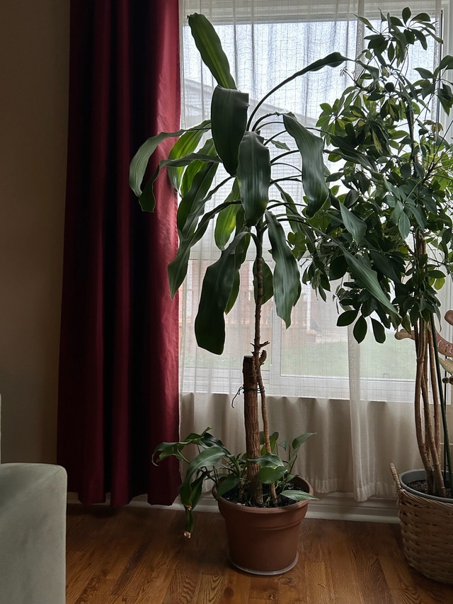 FREE Houseplant 🏈