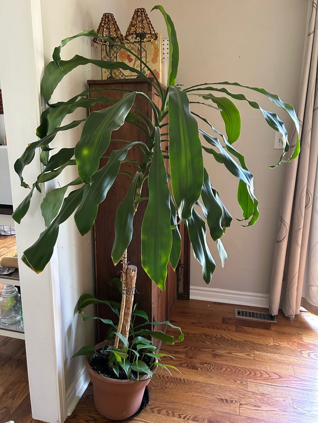 FREE Houseplant 🏈 - photo 2