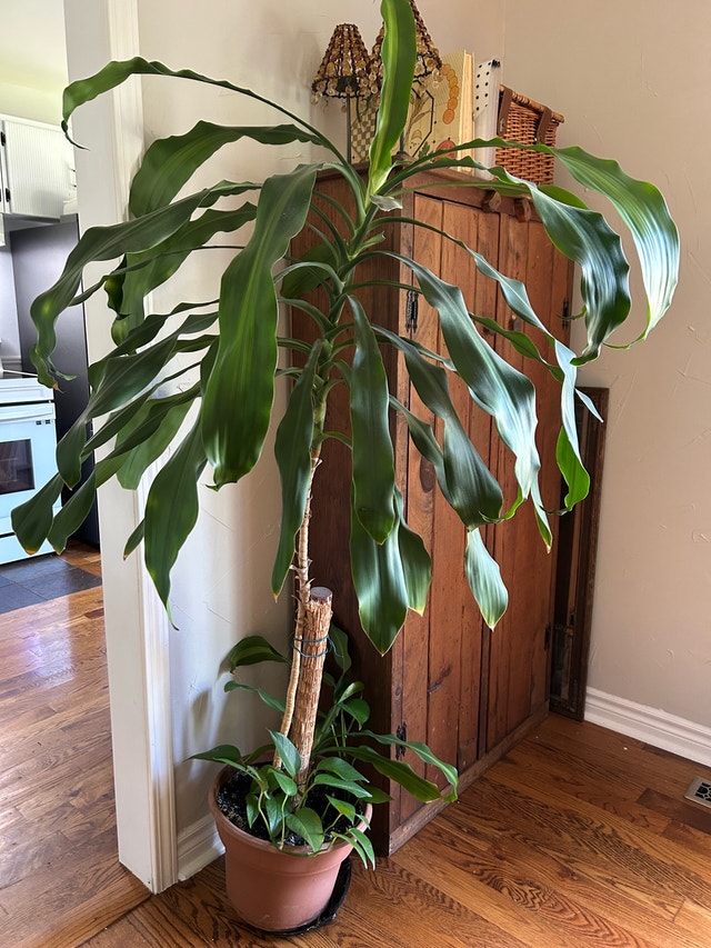 FREE Houseplant 🏈 - photo 3