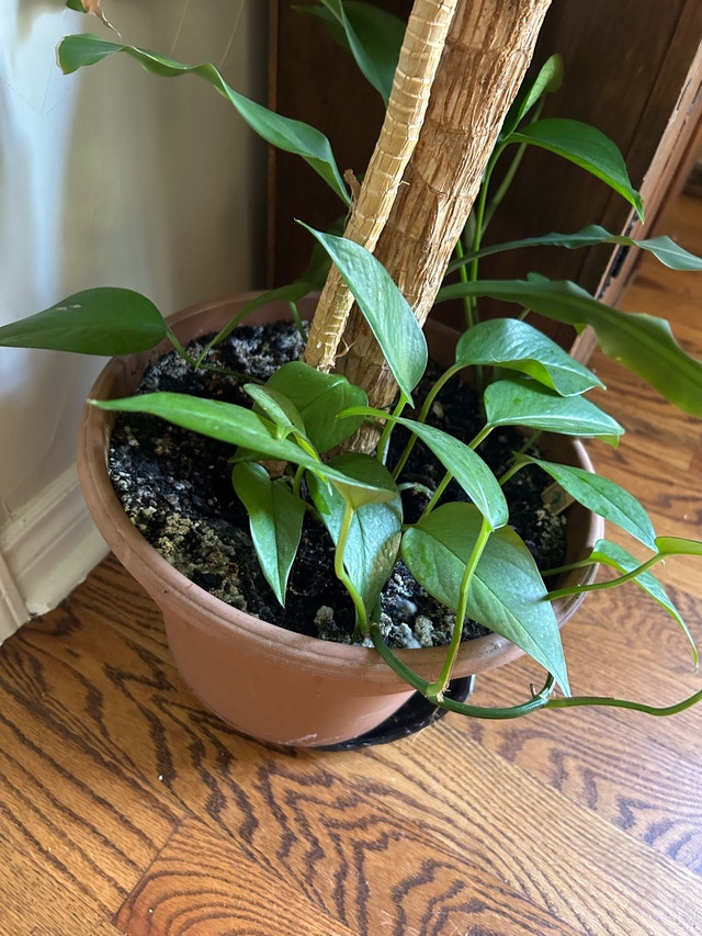 FREE Houseplant 🏈 - photo 4