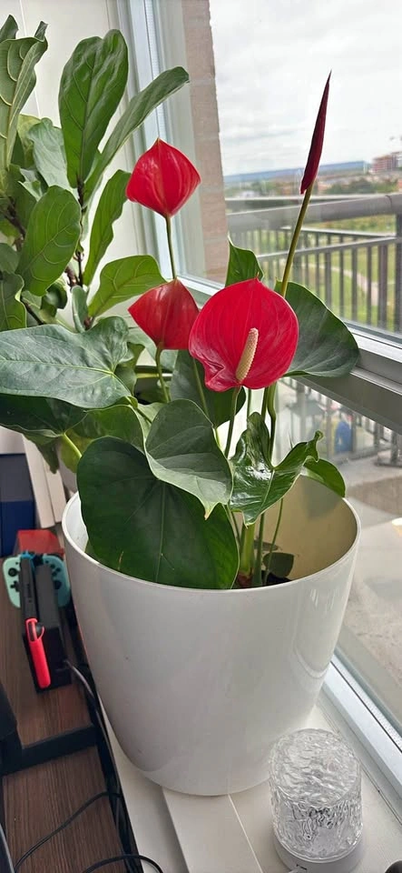 Plants - Moving out sale