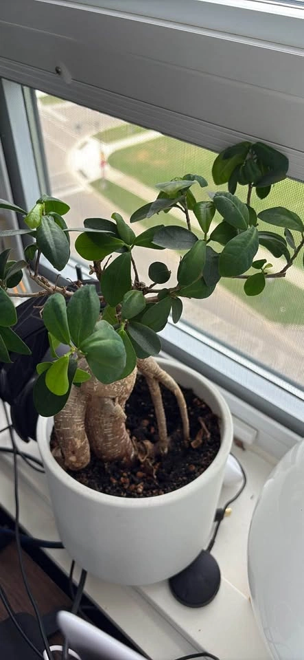 Plants - Moving out sale - photo 2