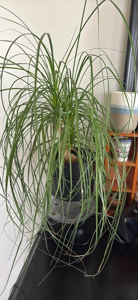 Plants - Moving out sale - photo 3
