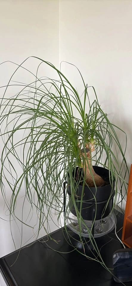 Plants - Moving out sale - photo 4