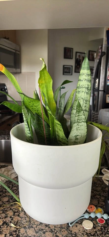 Plants - Moving out sale - photo 5