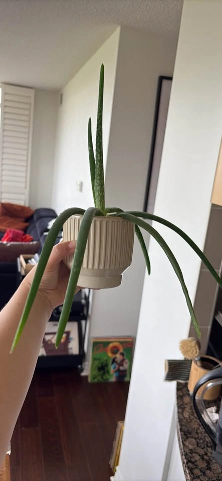 Plants - Moving out sale - photo 4