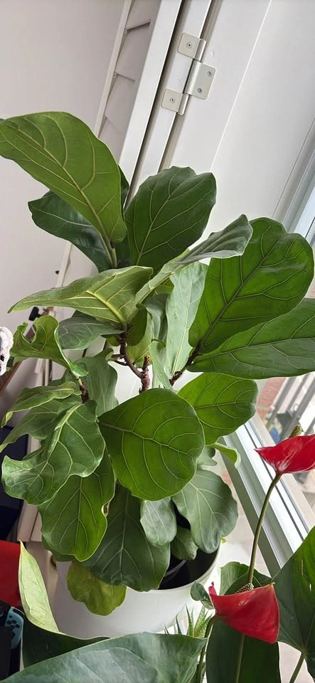 Plants - Moving out sale - photo 5