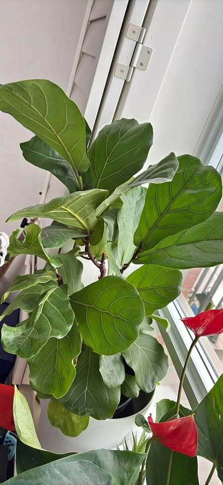 Fig leaf tree