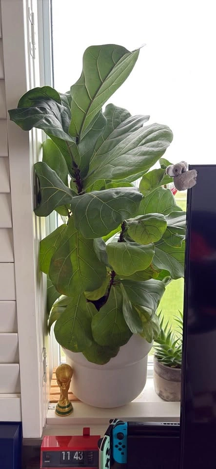 Fig leaf tree - photo 2