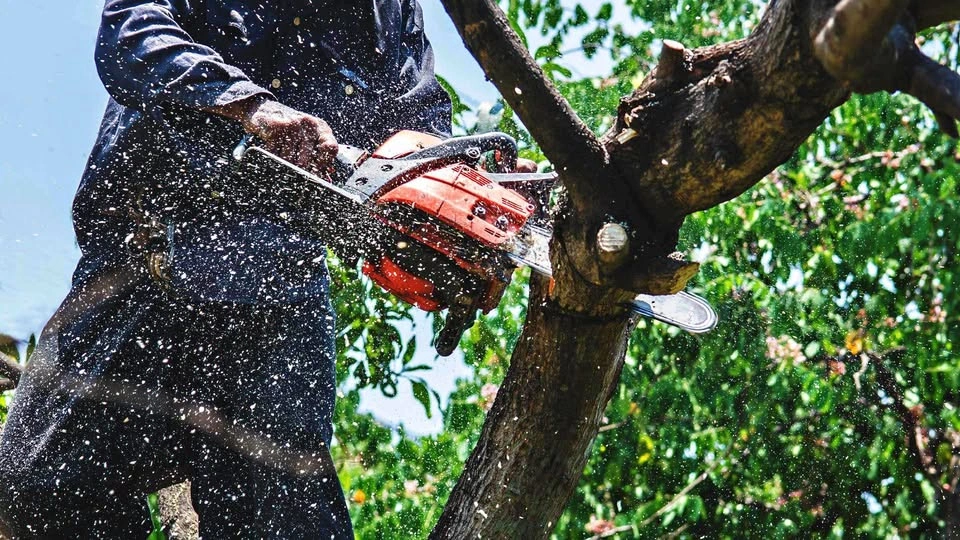 Tree cutting