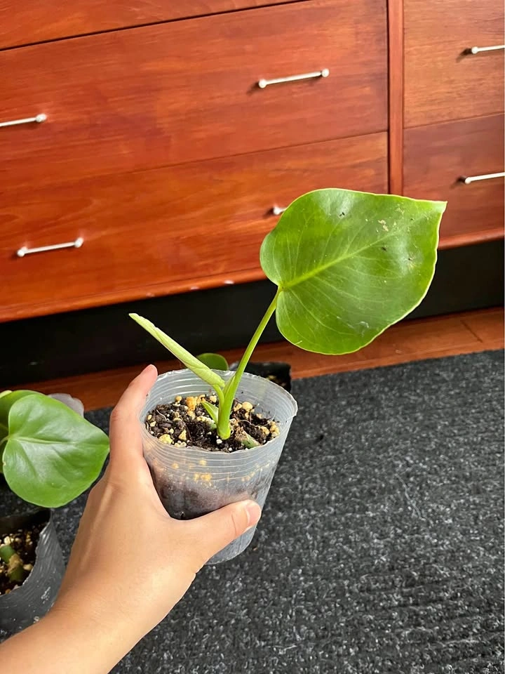 Young Monstera Deliciosa Plant in 3.5inch pot