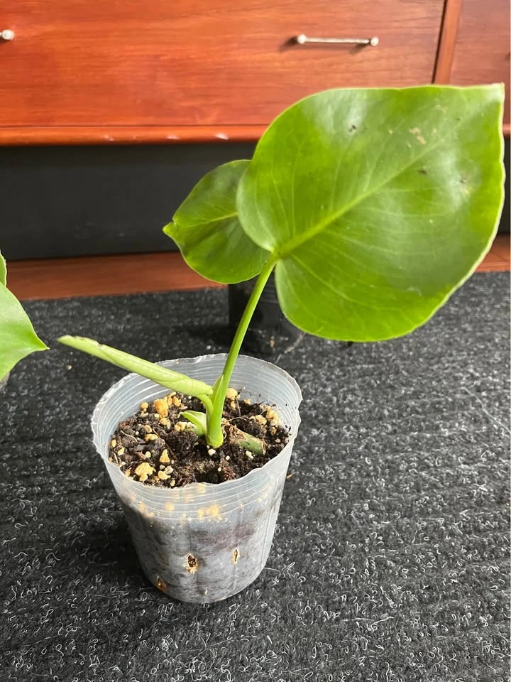 Young Monstera Deliciosa Plant in 3.5inch pot - photo 2