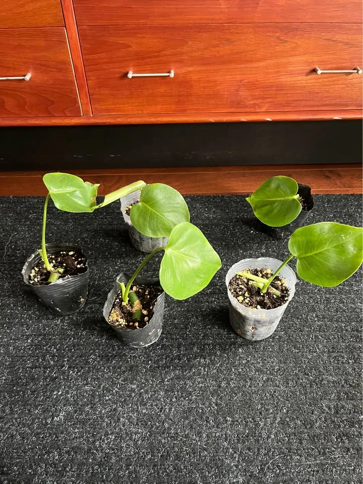 Young Monstera Deliciosa Plant in 3.5inch pot - photo 3