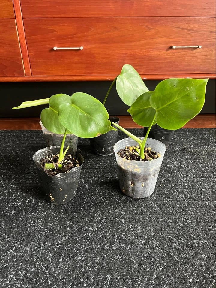 Young Monstera Deliciosa Plant in 3.5inch pot - photo 4