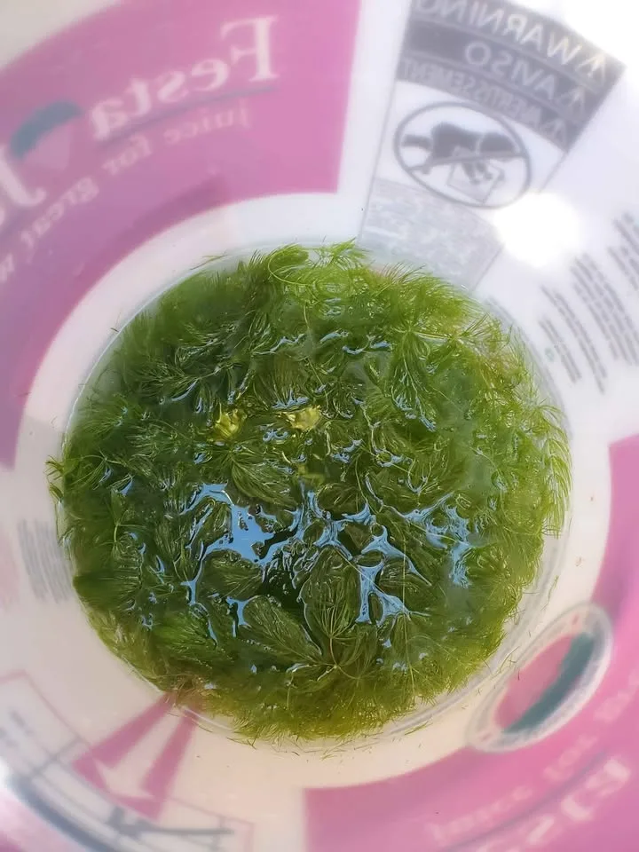 Hornwort aquarium plant image indicator(2)