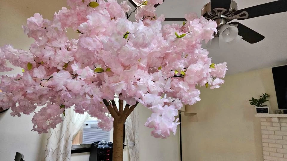 Pink or White blossom tree 5ft