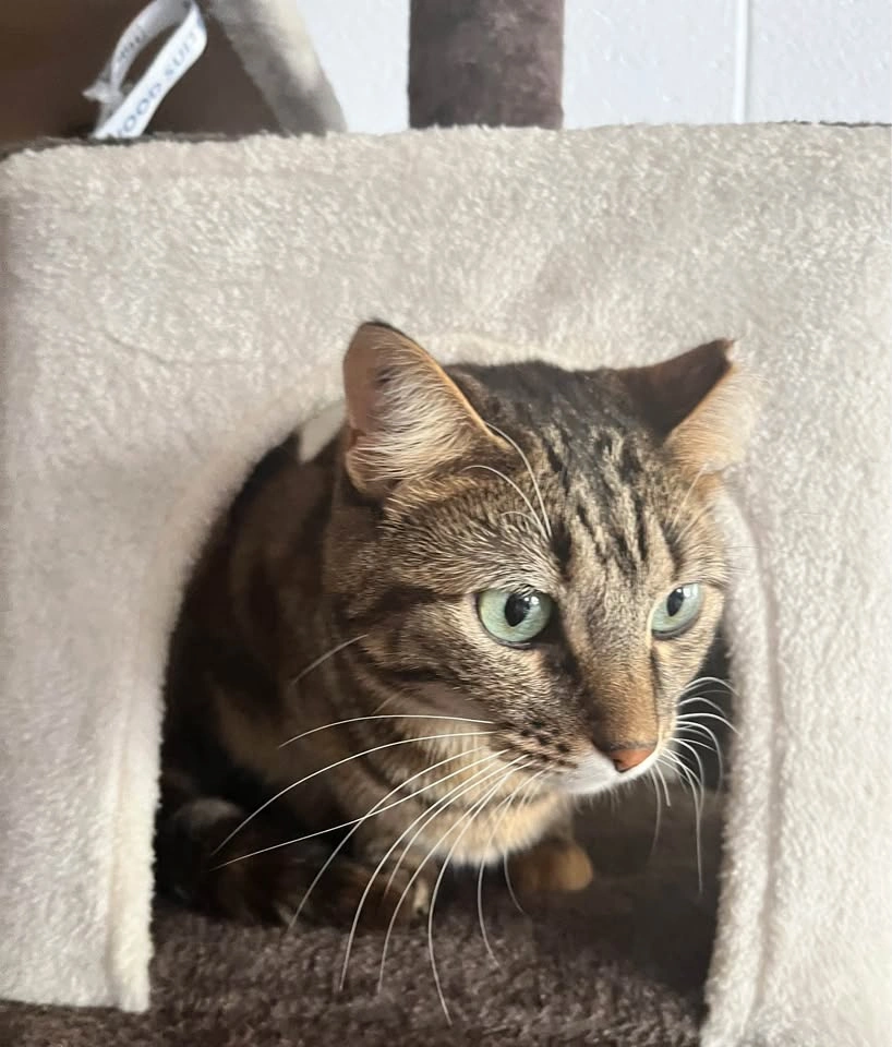 Cat Tree / Cat Condo - photo 2