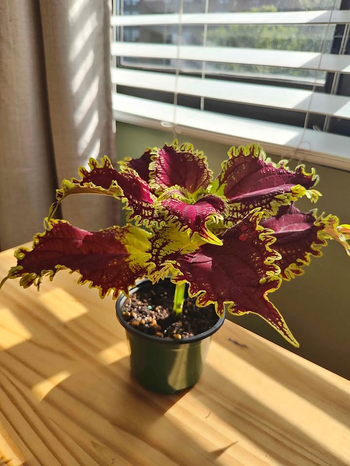 Coleus Plant