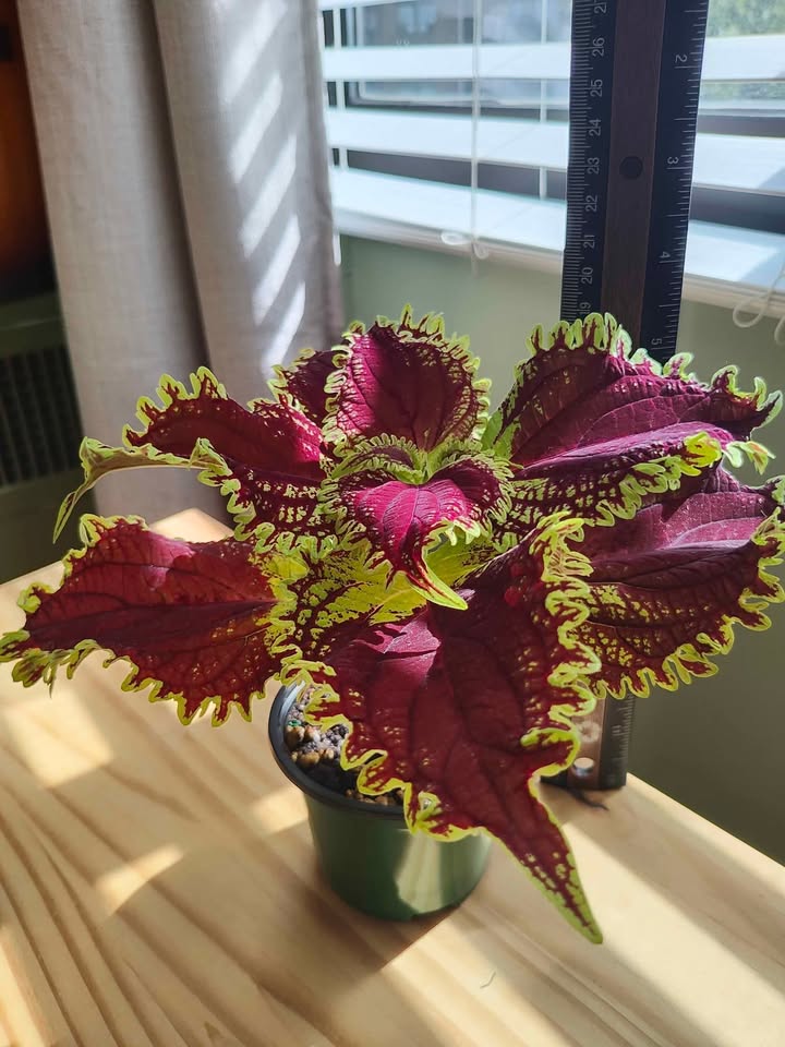 Coleus Plant - photo 2