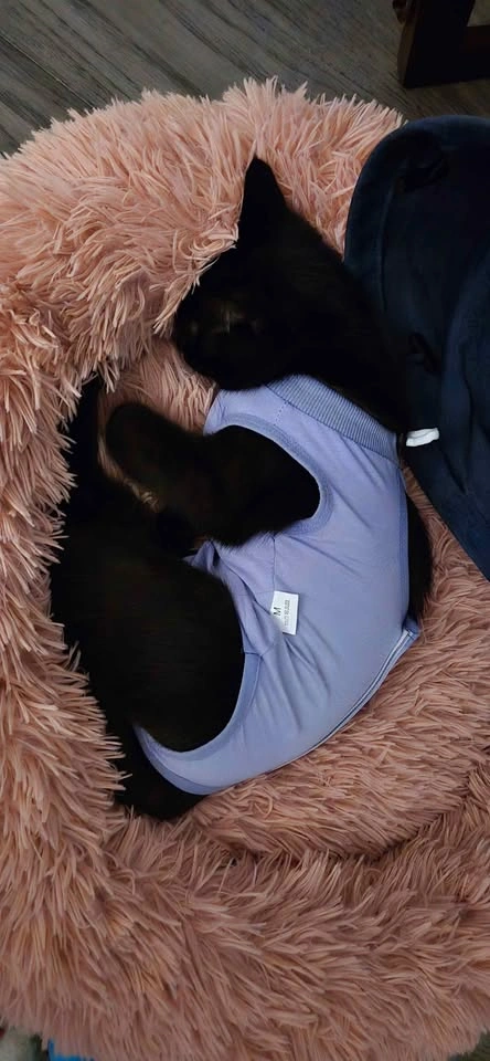 Cat Recovery Suit Set of 2 - Size M - photo 5