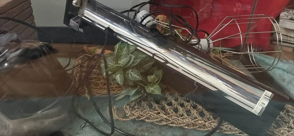 Full lizard tank set up - photo 2