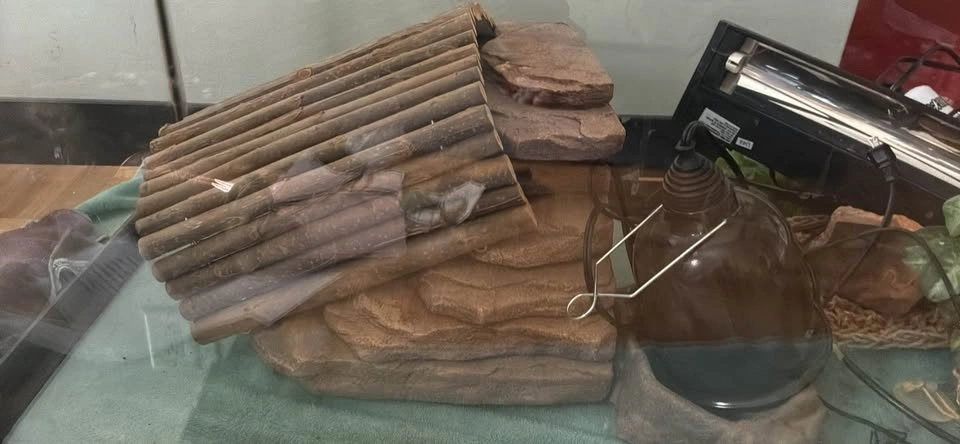 Full lizard tank set up - photo 3