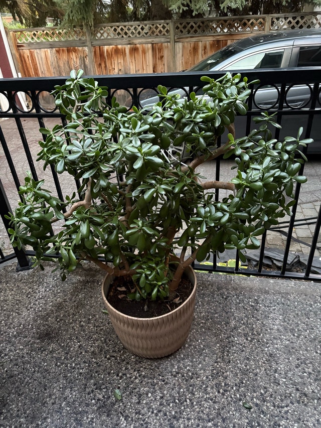 Majestic and beautiful jade plant