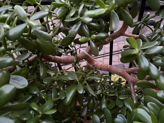 Majestic and beautiful jade plant - photo 2