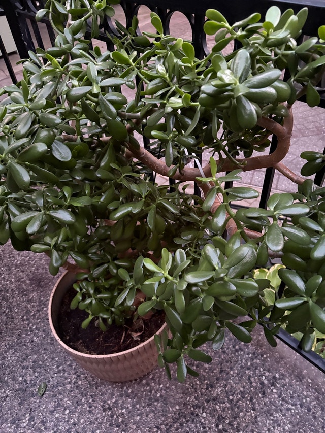 Majestic and beautiful jade plant - photo 3