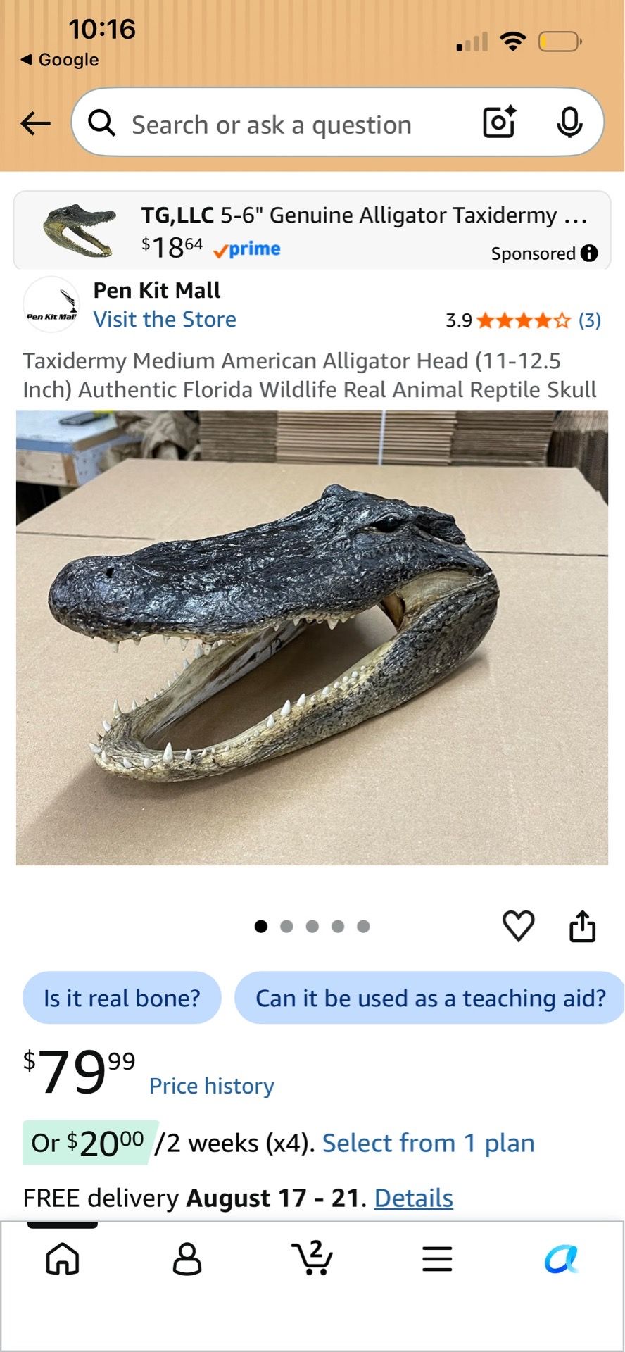 Alligator - photo 3