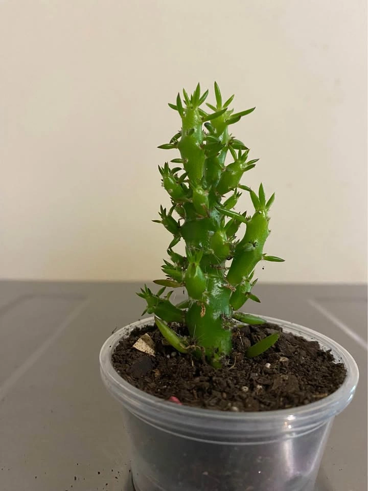 Eve’s Pin, in 2” small tub. About 5”tall