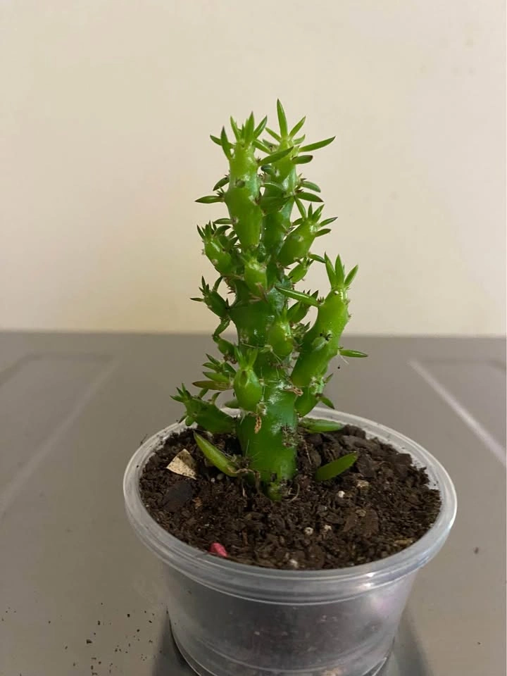 Eve’s Pin, in 2” small tub. About 5”tall - photo 2
