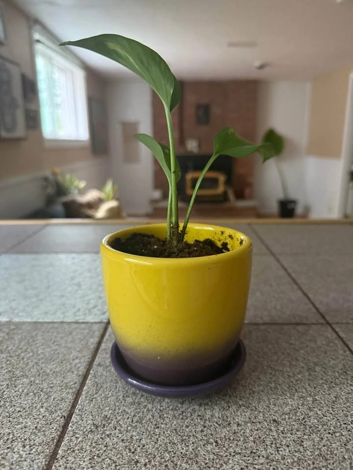 Plant