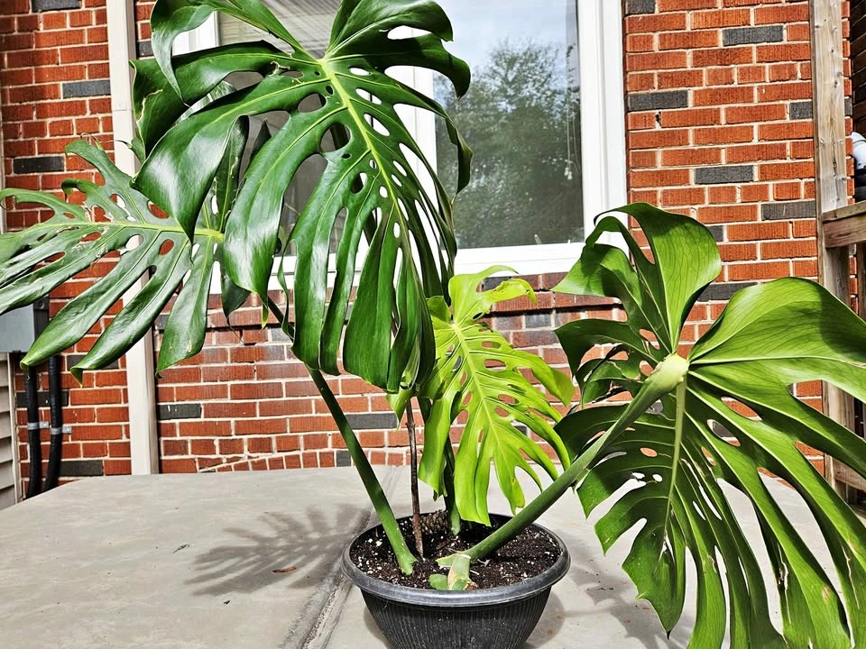 Large Mature Monstera Deliciosa — Big Split Leaves 🌿