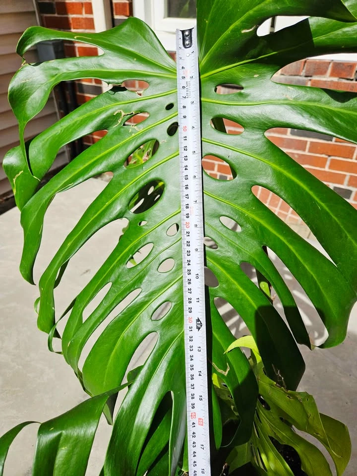 Large Mature Monstera Deliciosa — Big Split Leaves 🌿 - photo 2