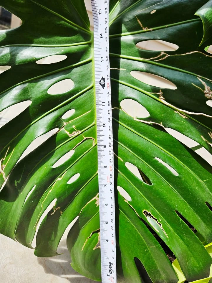 Large Mature Monstera Deliciosa — Big Split Leaves 🌿 - photo 3