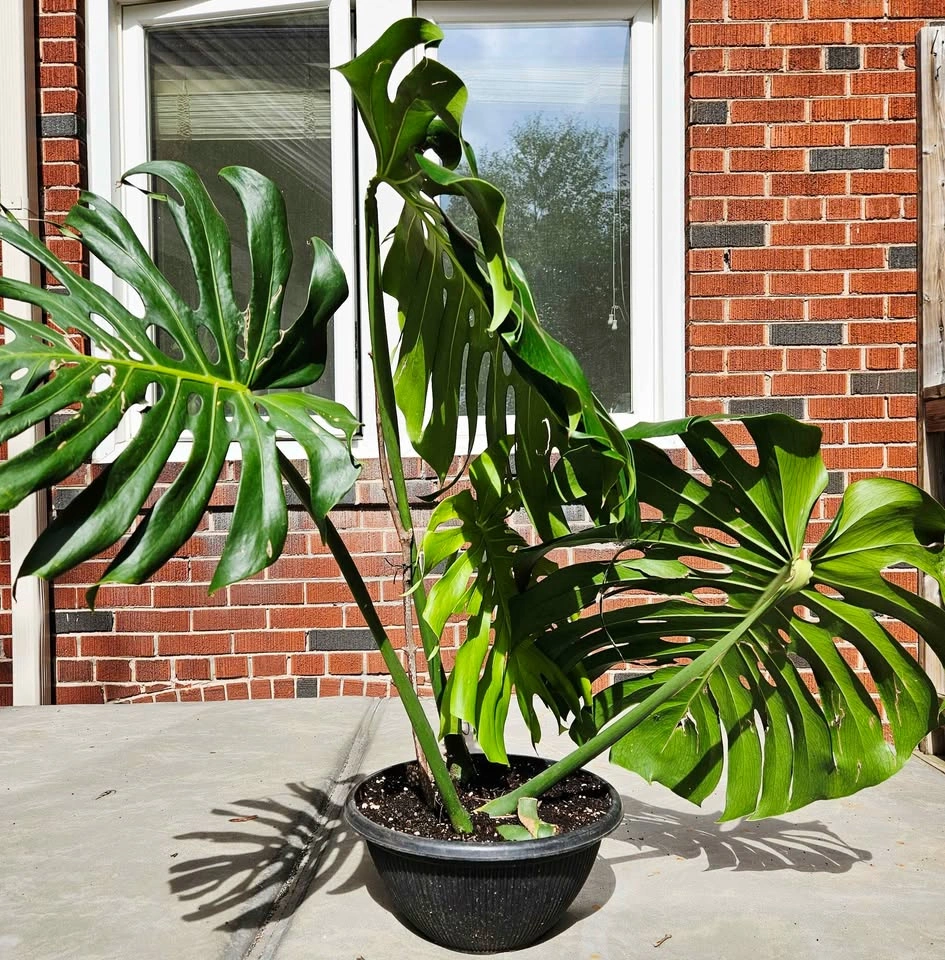 Large Mature Monstera Deliciosa — Big Split Leaves 🌿 - photo 4